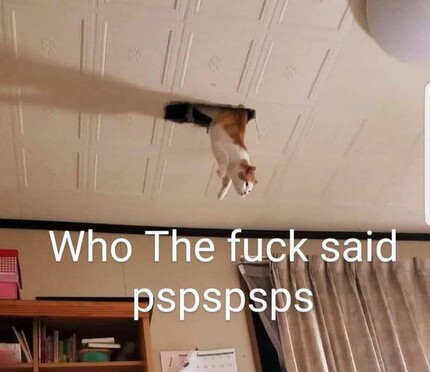 Cat looking from a hole in a ceiling, paws hanging out, interested and smug look on its face, caption "who the fuck said pspspsps"